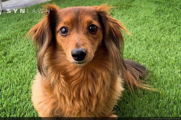 SYNLawn Shreveport LA artificial grass safe for pets