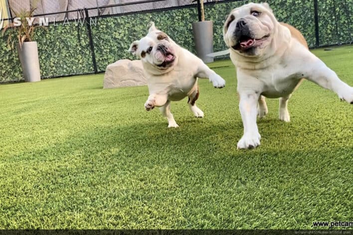 SYNLawn Shreveport LA pet camp dogs playing doggy day care facility